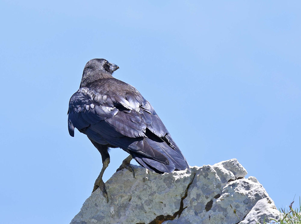 Corvi imperiali (Corvus corax) in alta quota